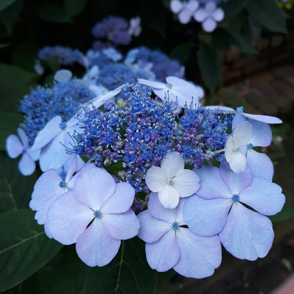 Meet your Posher, Linda